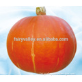 high yield Wholesale pumpkin seeds For Growing-Red Chestnut